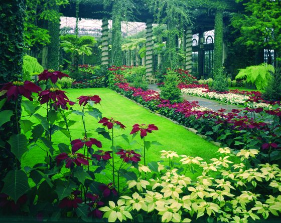 An indoor shot of the Longwood Conservatory featuring red and yellow poinsettias.